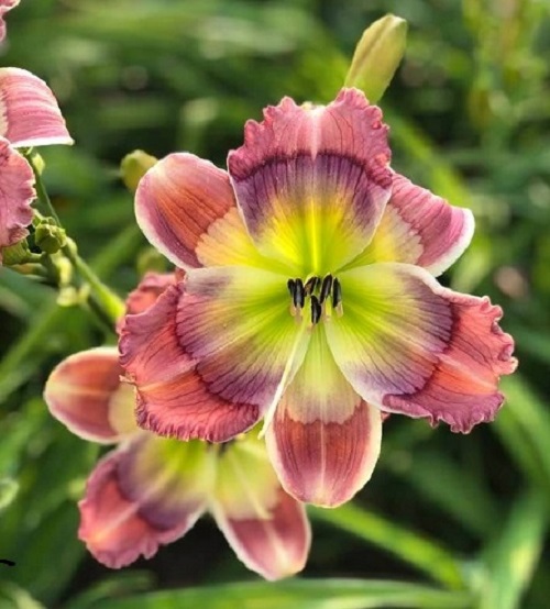 2020 Introductions – Kathy's Daylilies