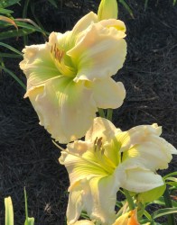 Blushing Debutant - Copy