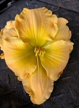 Butterscotch Brittle - Copy - Copy - Copy - Copy