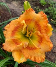 Hide and Seek Summer - Copy