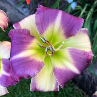 Talquin's Button and Bows