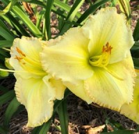 Talquin's Falling Star