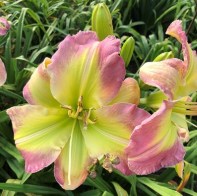 Talquin's Morning Moonlight