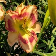 Talquin's Summer Memories