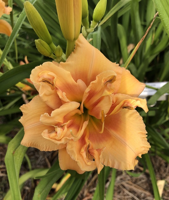 2021 Introductions – Kathy's Daylilies