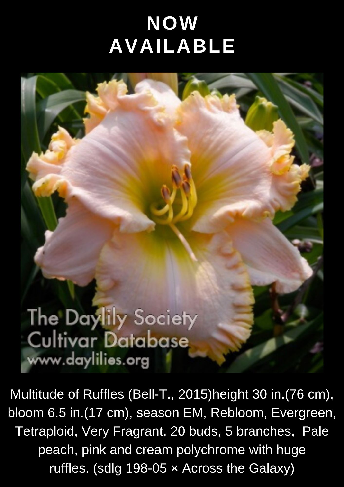 Multitude of Ruffles – Kathy's Daylilies