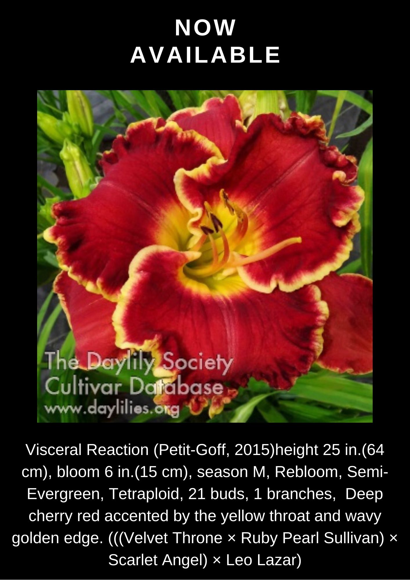 Visceral Reaction - Kathy's Daylilies