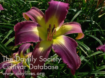 'A Reptile Dysfunction'