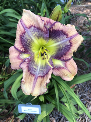 Amazing Kaleidoscope