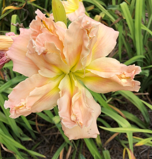 2022 Introductions – Kathy's Daylilies