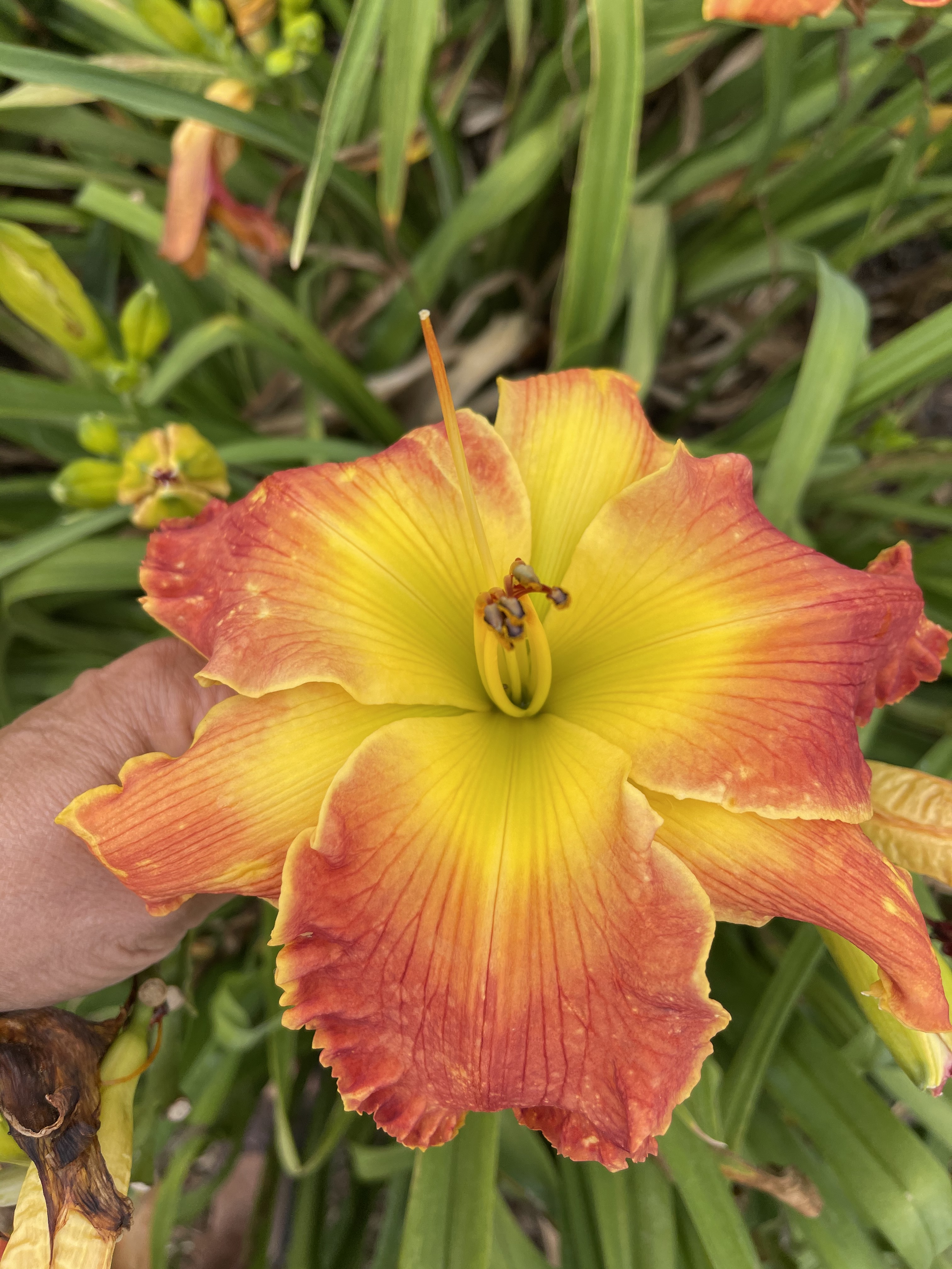 2022 Introductions – Kathy's Daylilies