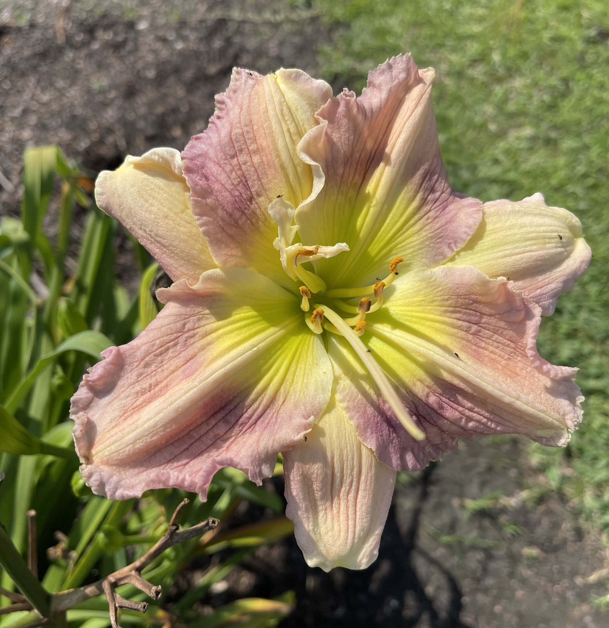 NEW 2023 INTRODUCTIONS* – Kathy's Daylilies