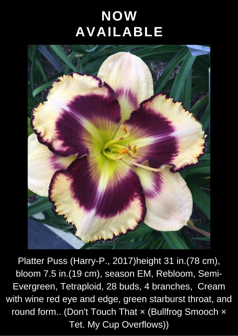 Platter Puss Kathy's Daylilies