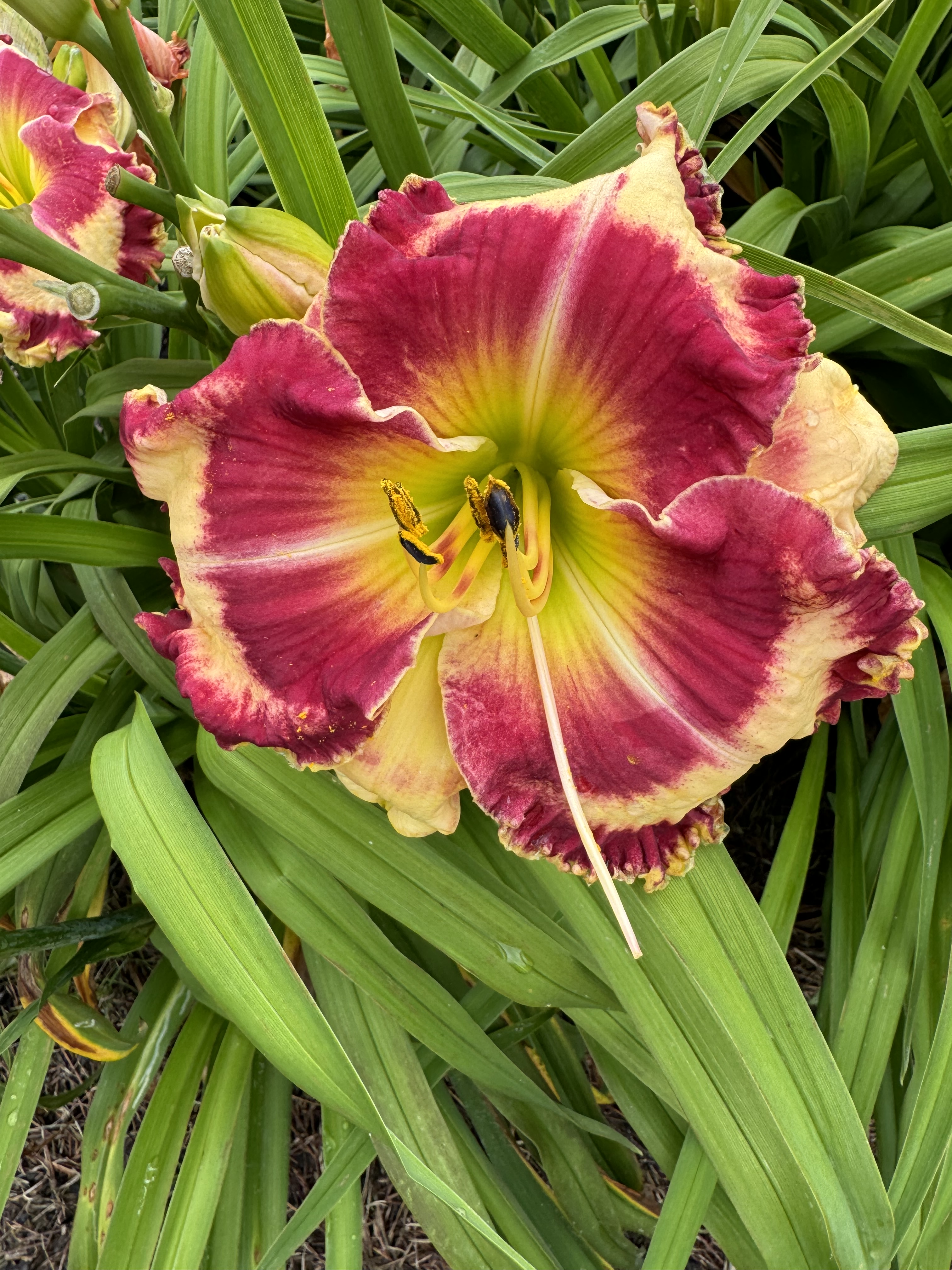 2025 Spring Introduction – Kathy's Daylilies